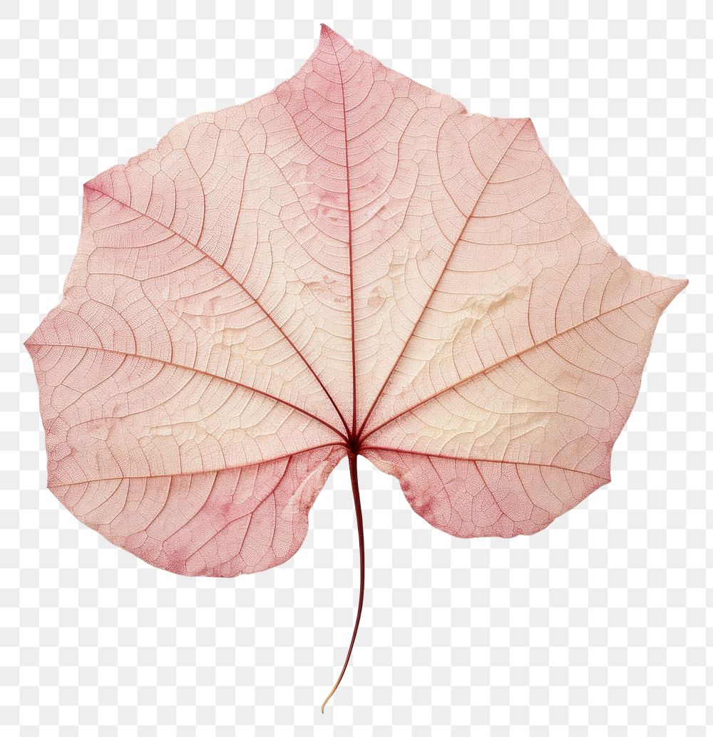 PNG Real pressed caladium leaf plant tree red. AI generated Image by rawpixel.