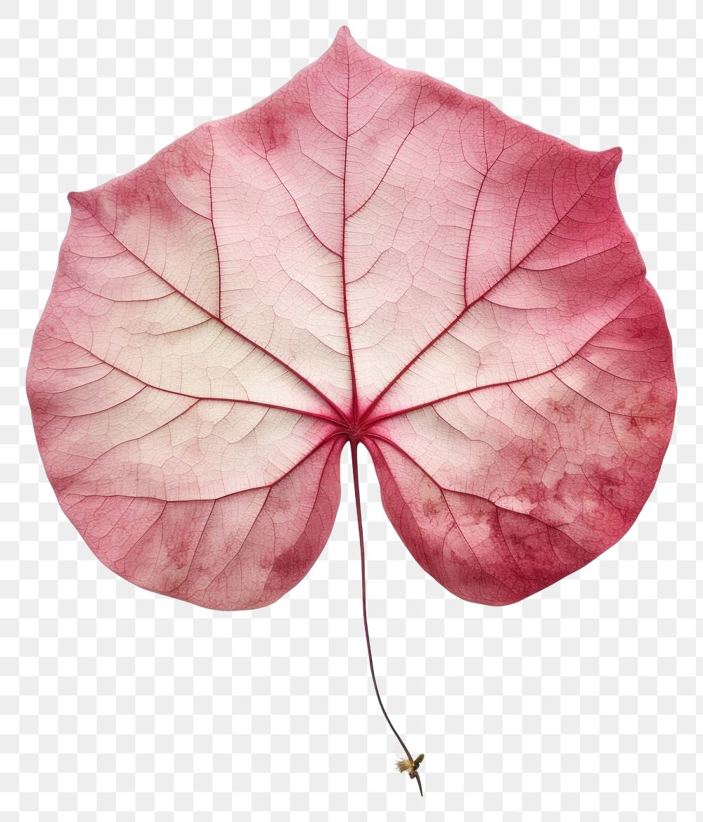 PNG Real pressed caladium leaf plant petal red. AI generated Image by rawpixel.