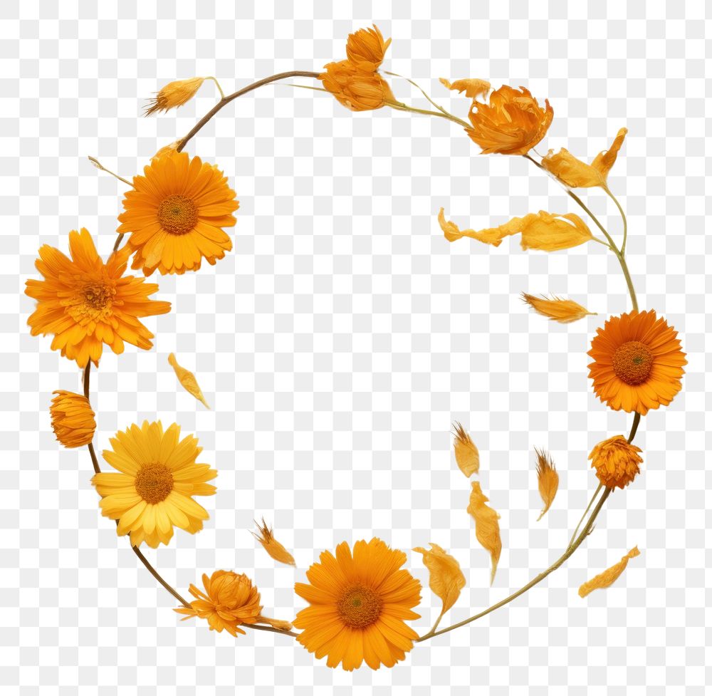PNG Real pressed calendula flowers sunflower wreath petal. AI generated Image by rawpixel.