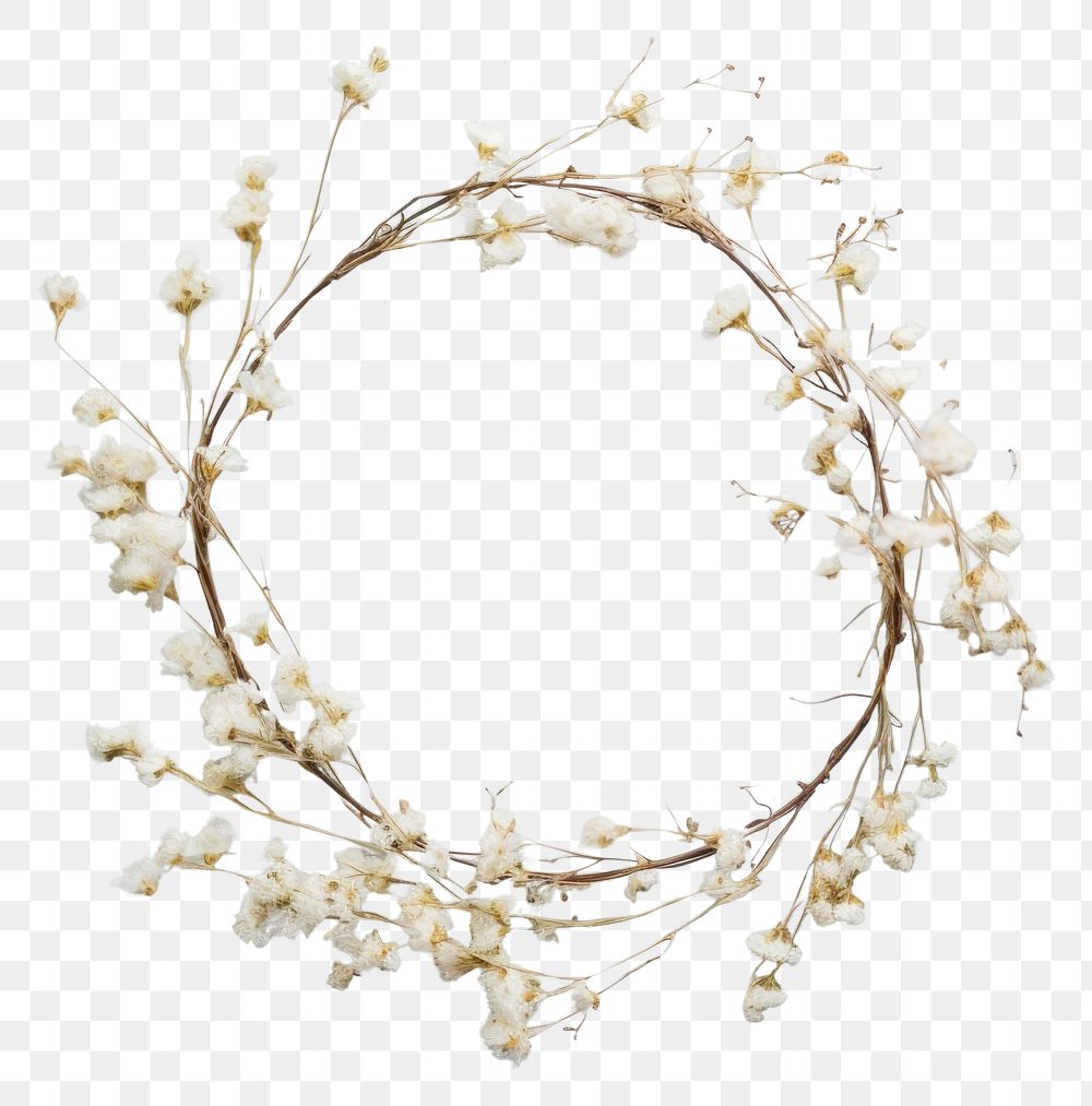 PNG Real pressed gypsophila flowers wreath plant petal. AI generated Image by rawpixel.