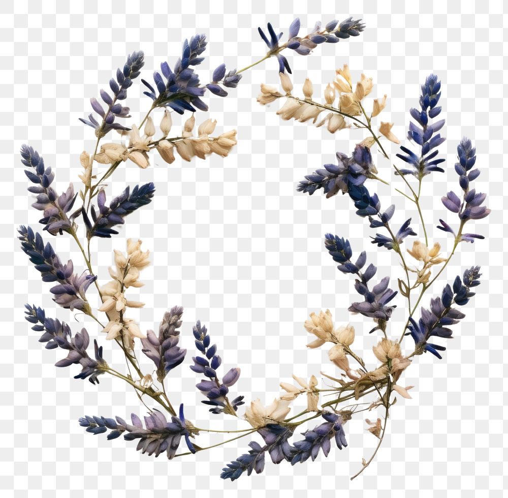 PNG Real pressed lupine flowers herbs lavender wreath. AI generated Image by rawpixel.