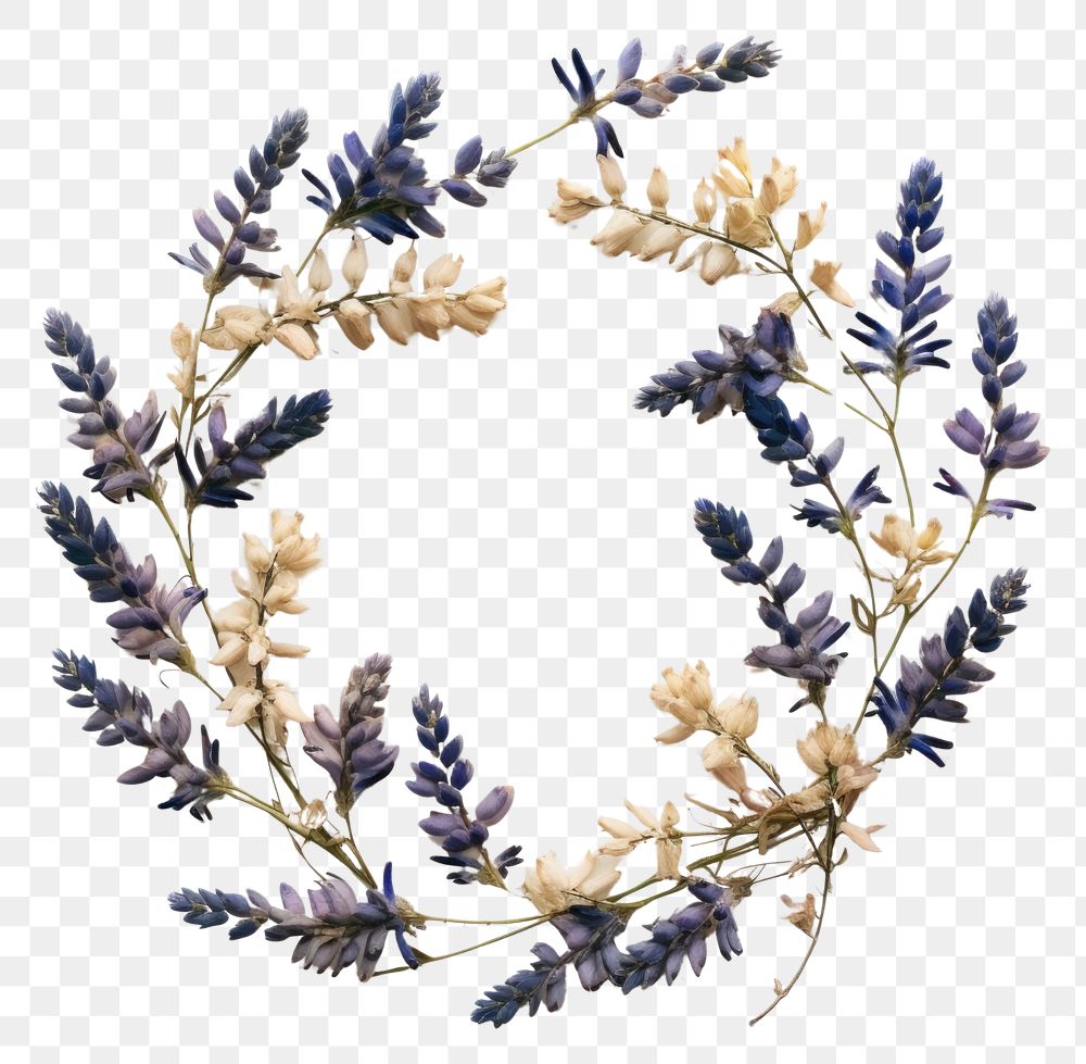 PNG Real pressed lupine flowers herbs lavender wreath. 