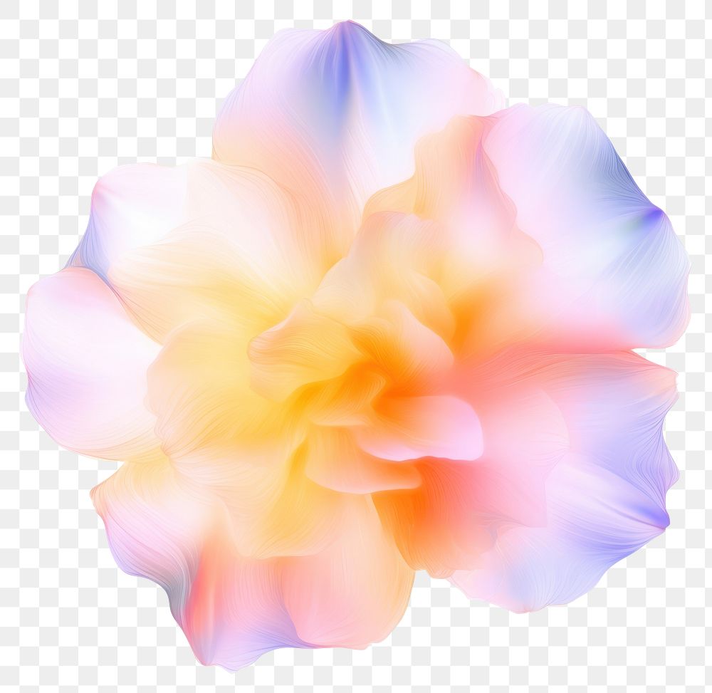 PNG  A flower petal plant white background.