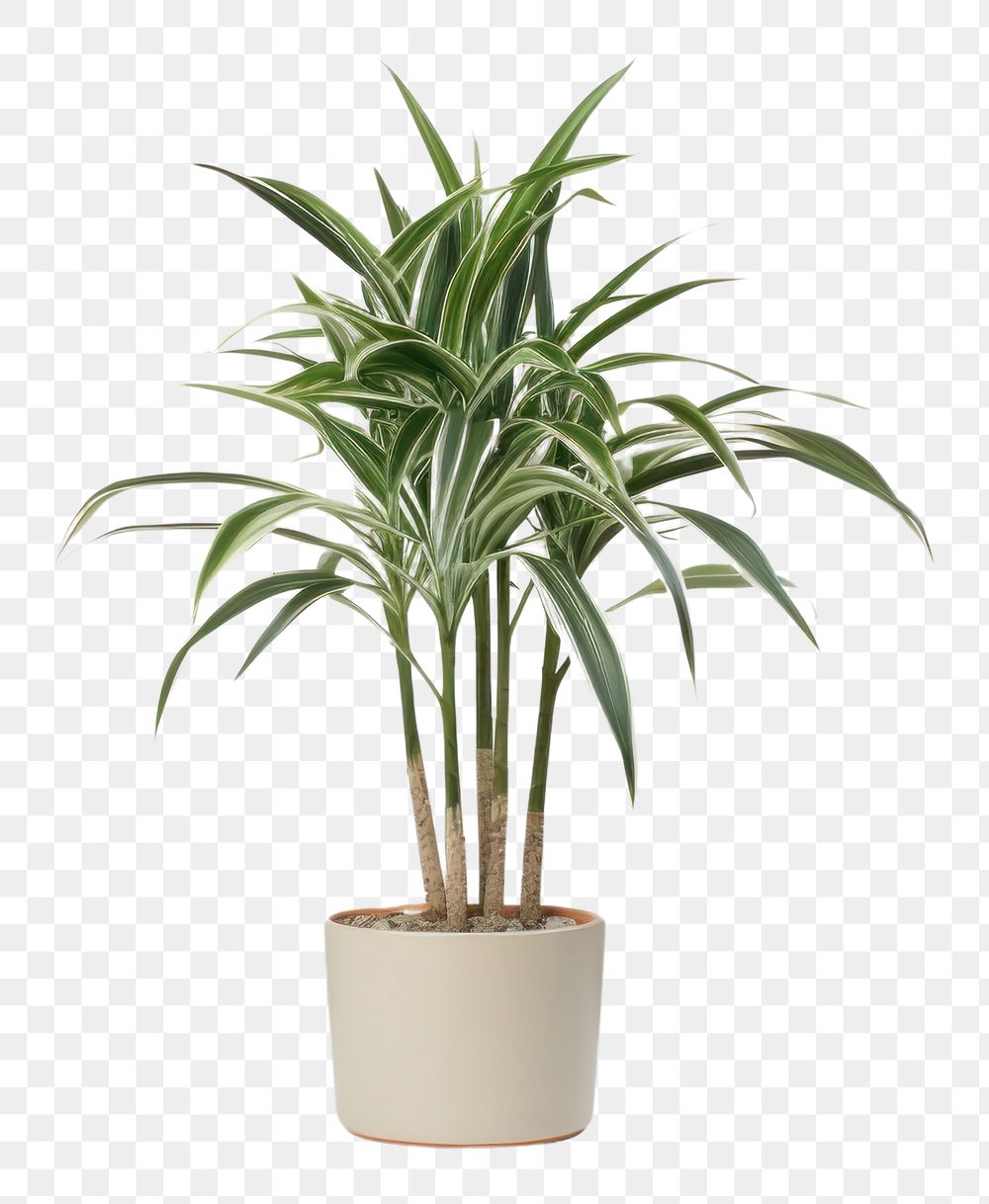PNG  Dracaena trifasciata houseplant freshness flowerpot arecaceae