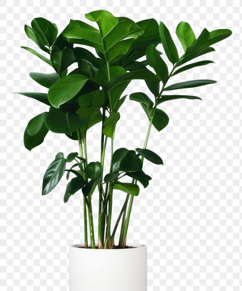 PNG  Emerald beckoning houseplant leaf freshness flowerpot. AI generated Image by rawpixel.