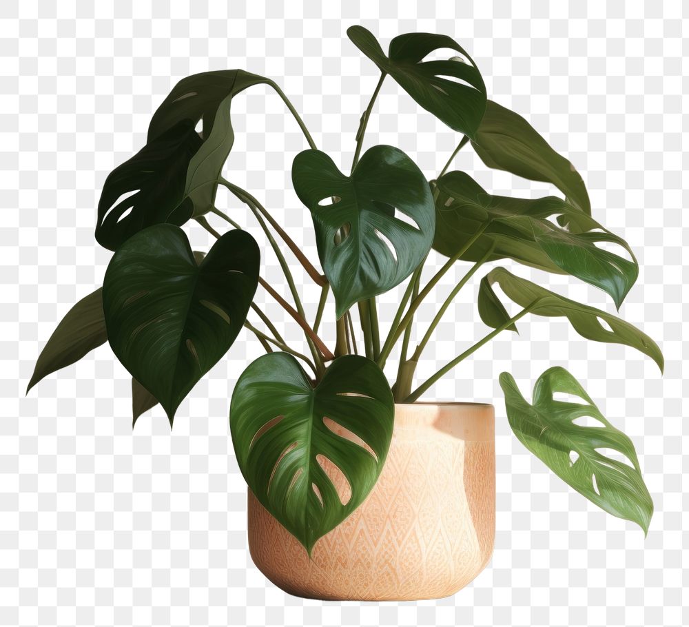 PNG  Houseplant leaf flowerpot freshness. AI generated Image by rawpixel.