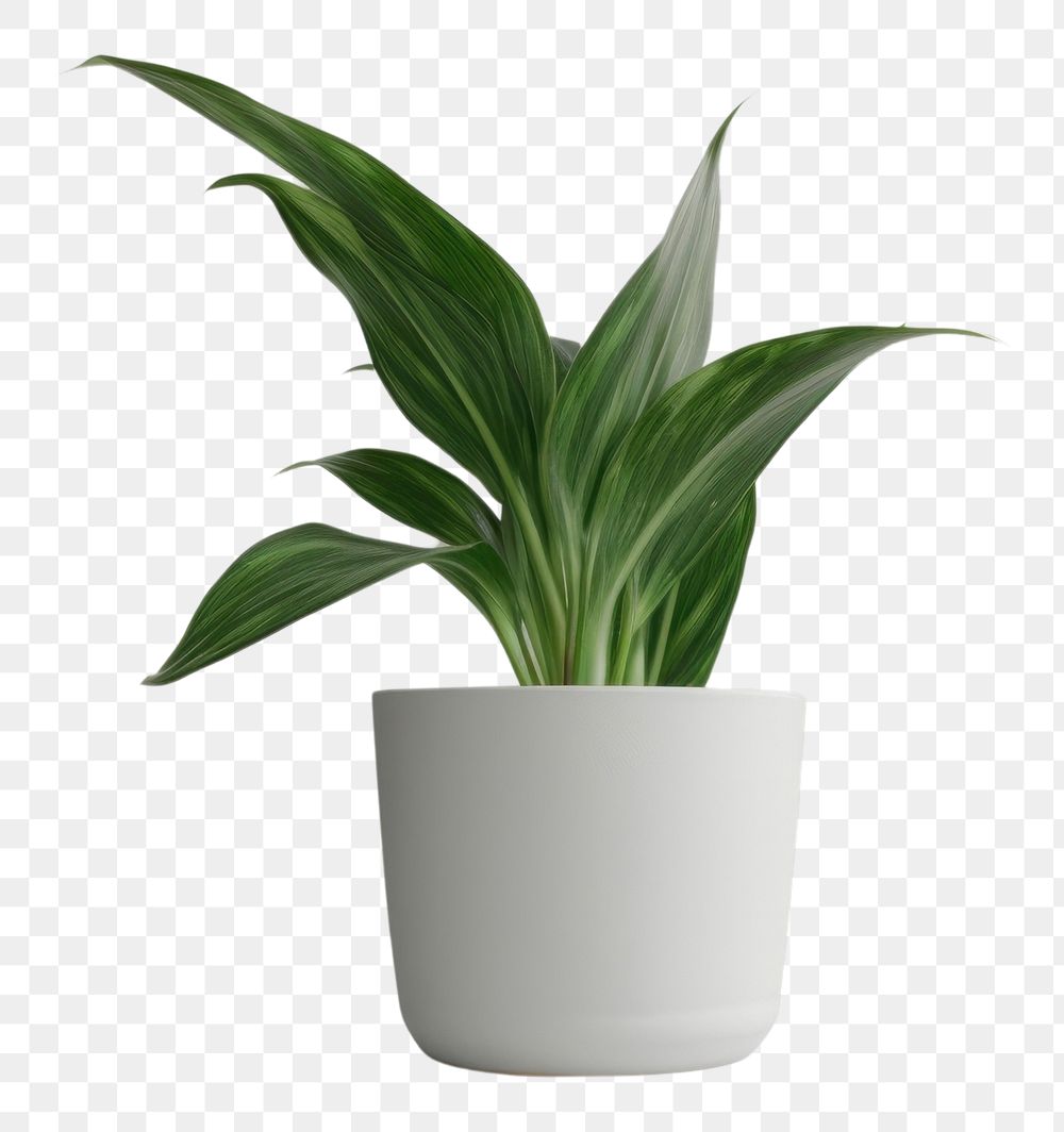 PNG  Houseplant vase leaf freshness. AI generated Image by rawpixel.