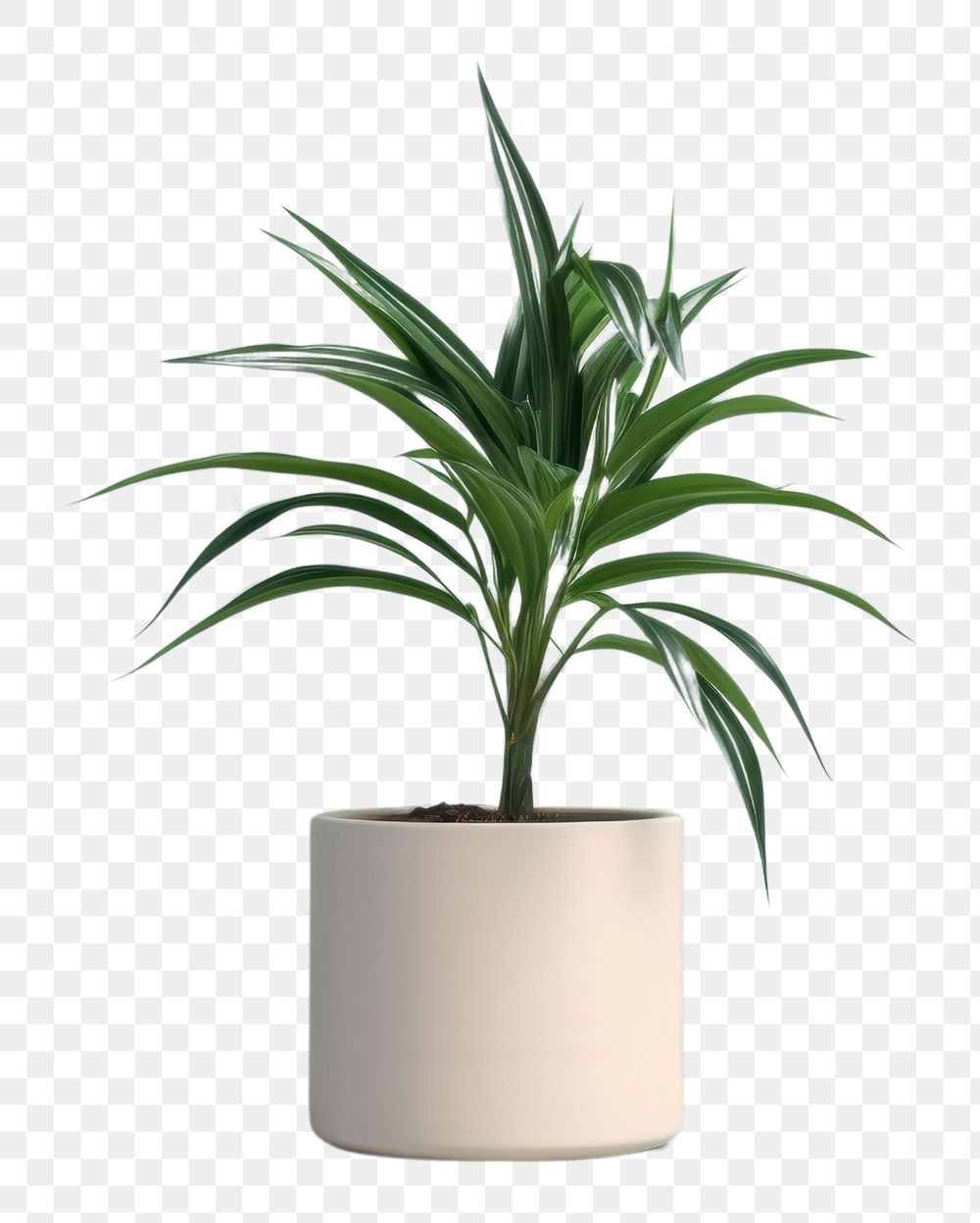 PNG  Houseplant leaf vase floristry. AI generated Image by rawpixel.