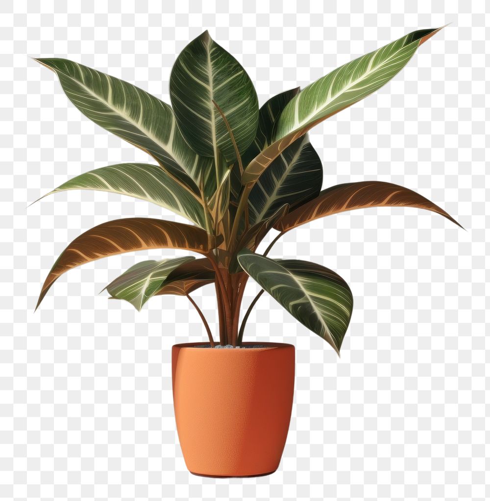 PNG  Houseplant leaf flowerpot cookware. AI generated Image by rawpixel.