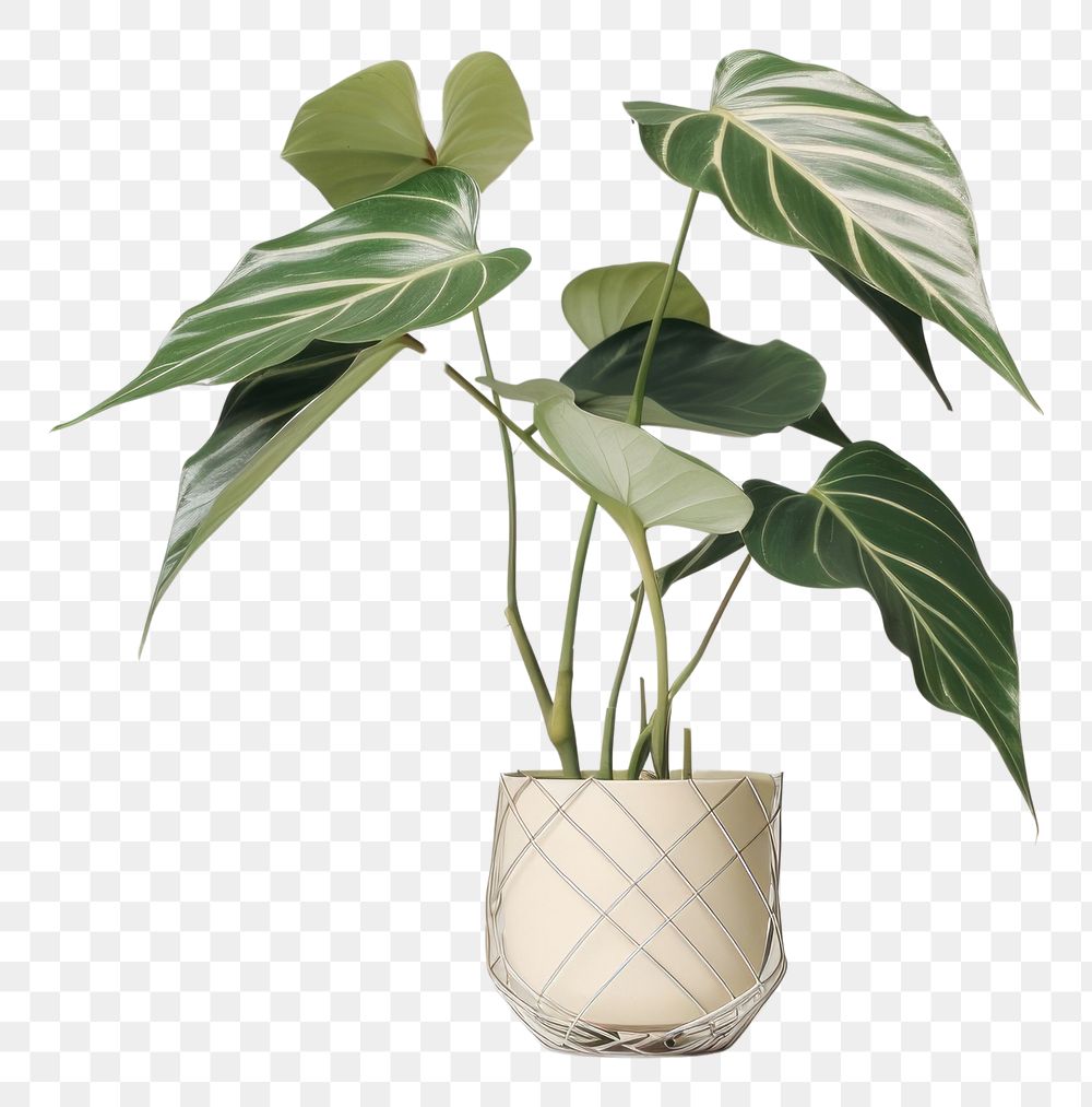 PNG  Houseplant leaf flowerpot freshness. AI generated Image by rawpixel.