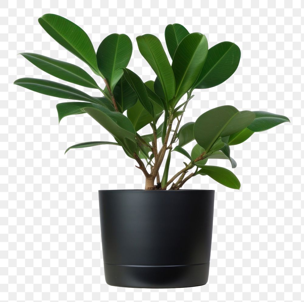 PNG  Indian rubber houseplant bonsai leaf flowerpot. AI generated Image by rawpixel.