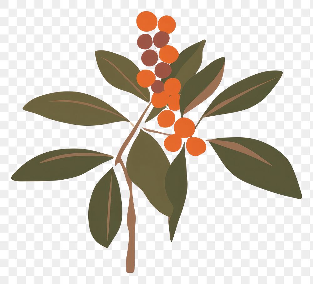 PNG  Illustration of a simple coffee plant flower leaf art.