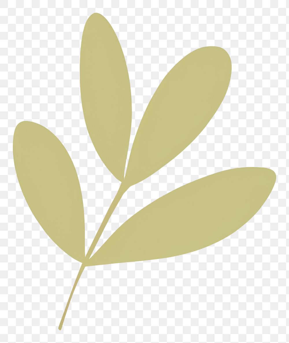 PNG  Illustration of a simple olive leaf plant astragalus blossom.