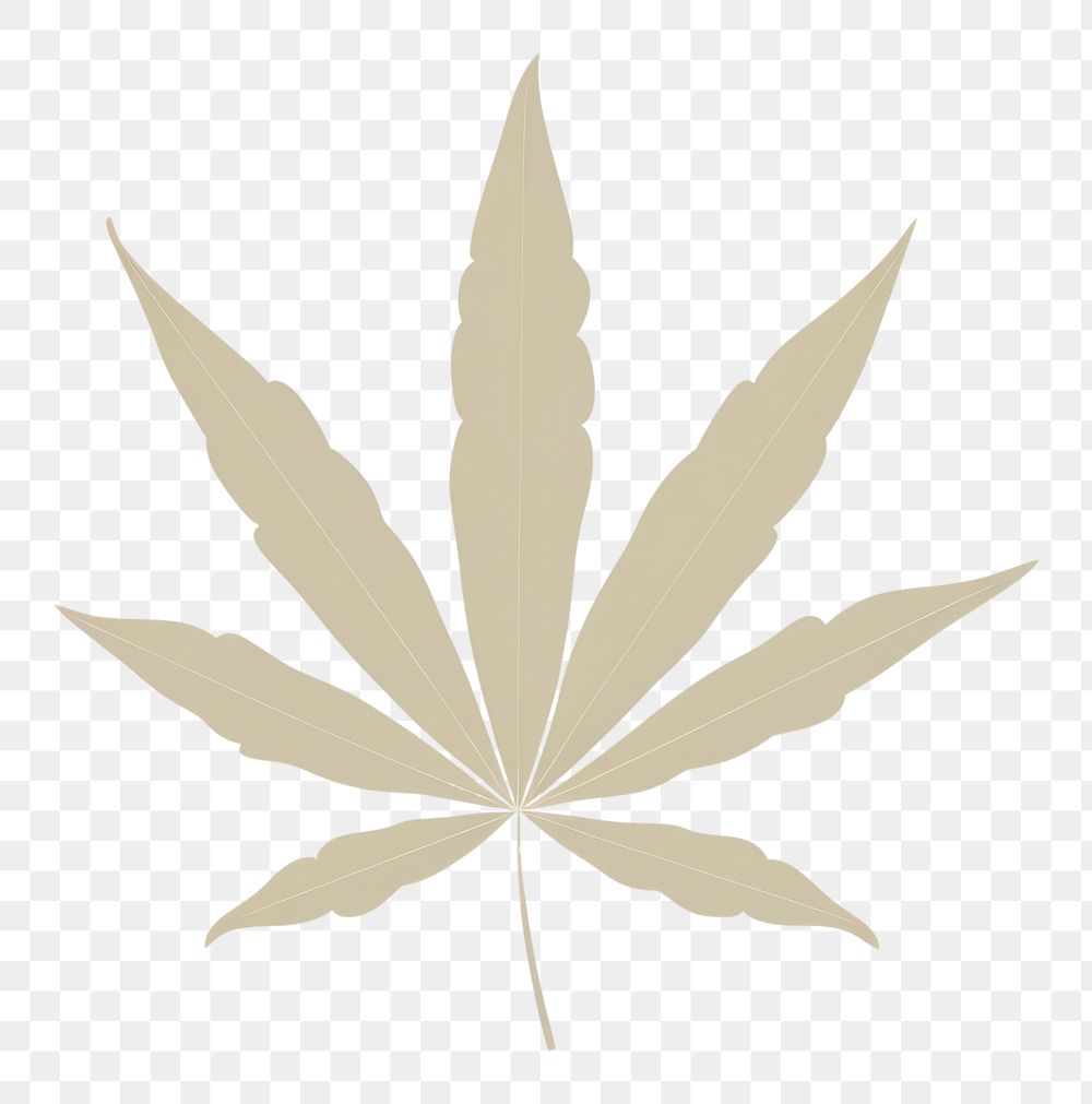 PNG  Illustration of a simple marijuana leaf plant backgrounds cannabis.