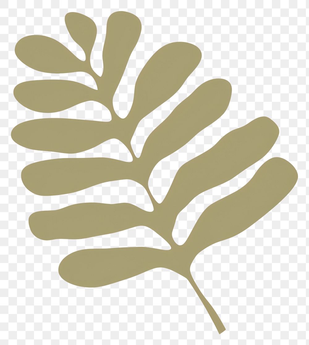PNG  Illustration of a simple tamarind leaf plant art astragalus.