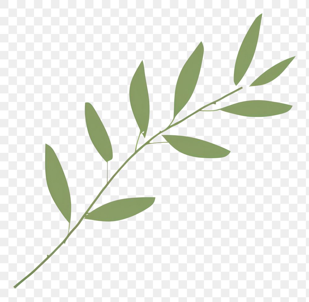 PNG  Illustration of a simple Twig Green Leaves green plant herbs.