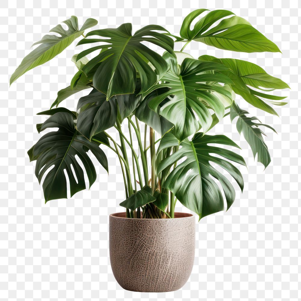 PNG Monstera deliciosa tree in pots plant leaf white background.