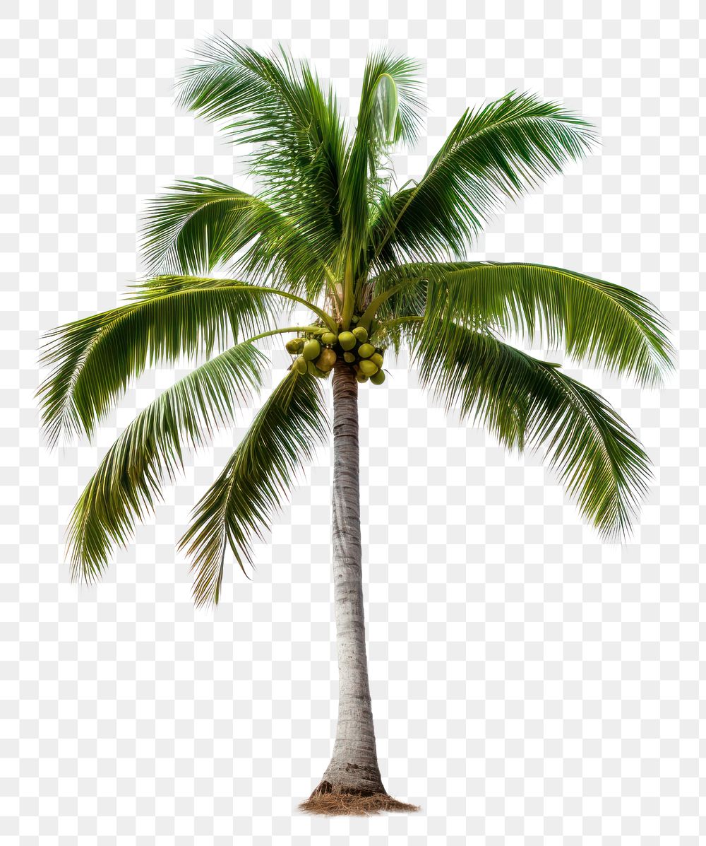 PNG Coconut tree plant white background.