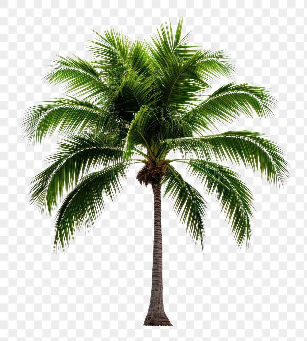 PNG  Palm plant tree white background.