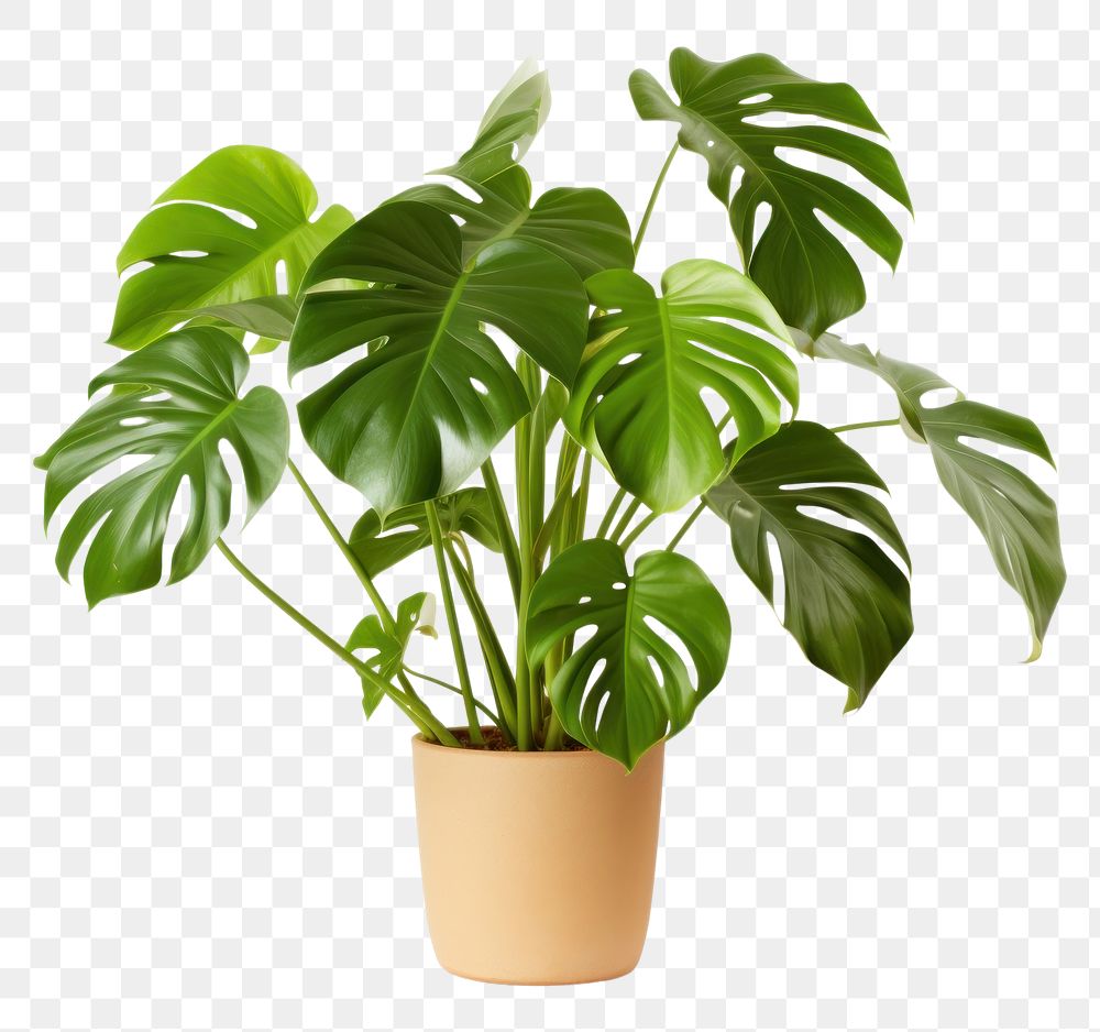 PNG Philodendron in pot plant leaf houseplant freshness.