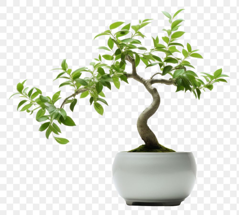 PNG Orikami bonsai plant leaf.