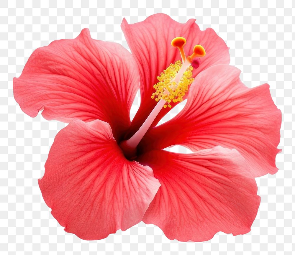PNG  Hibiscus hibiscus flower petal. AI generated Image by rawpixel.