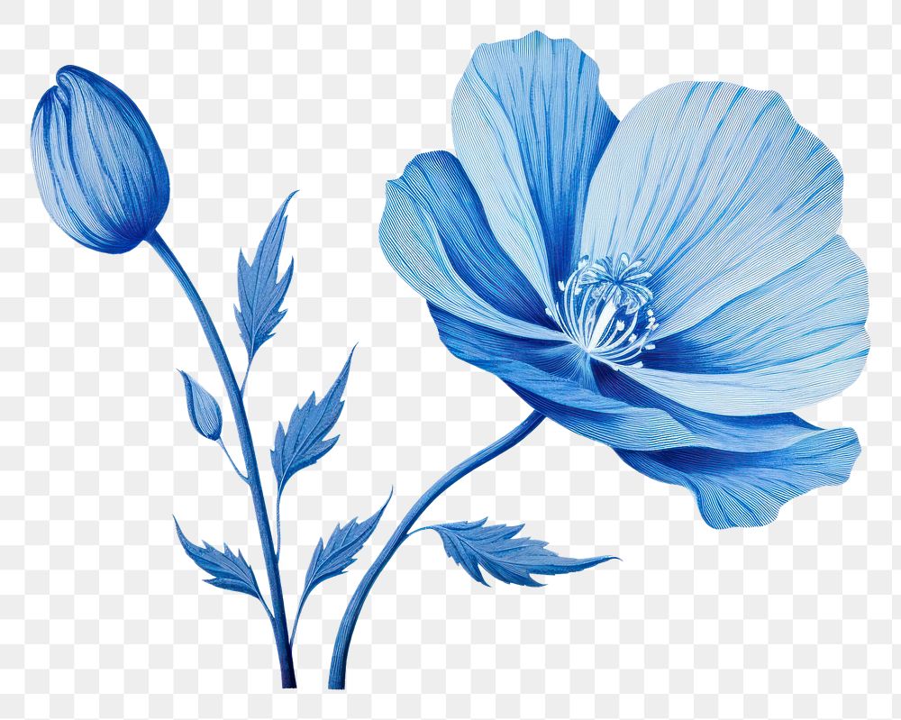PNG Blue flower blossom petal plant.