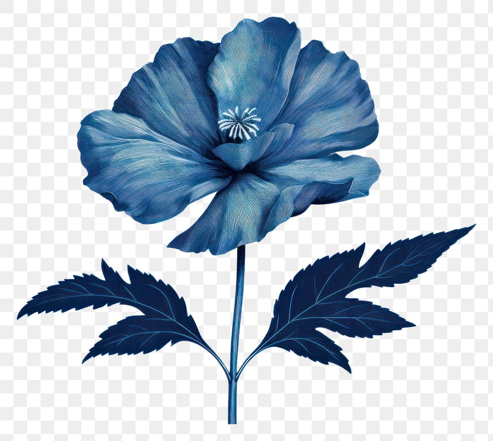 PNG Blue flower hibiscus plant rose.