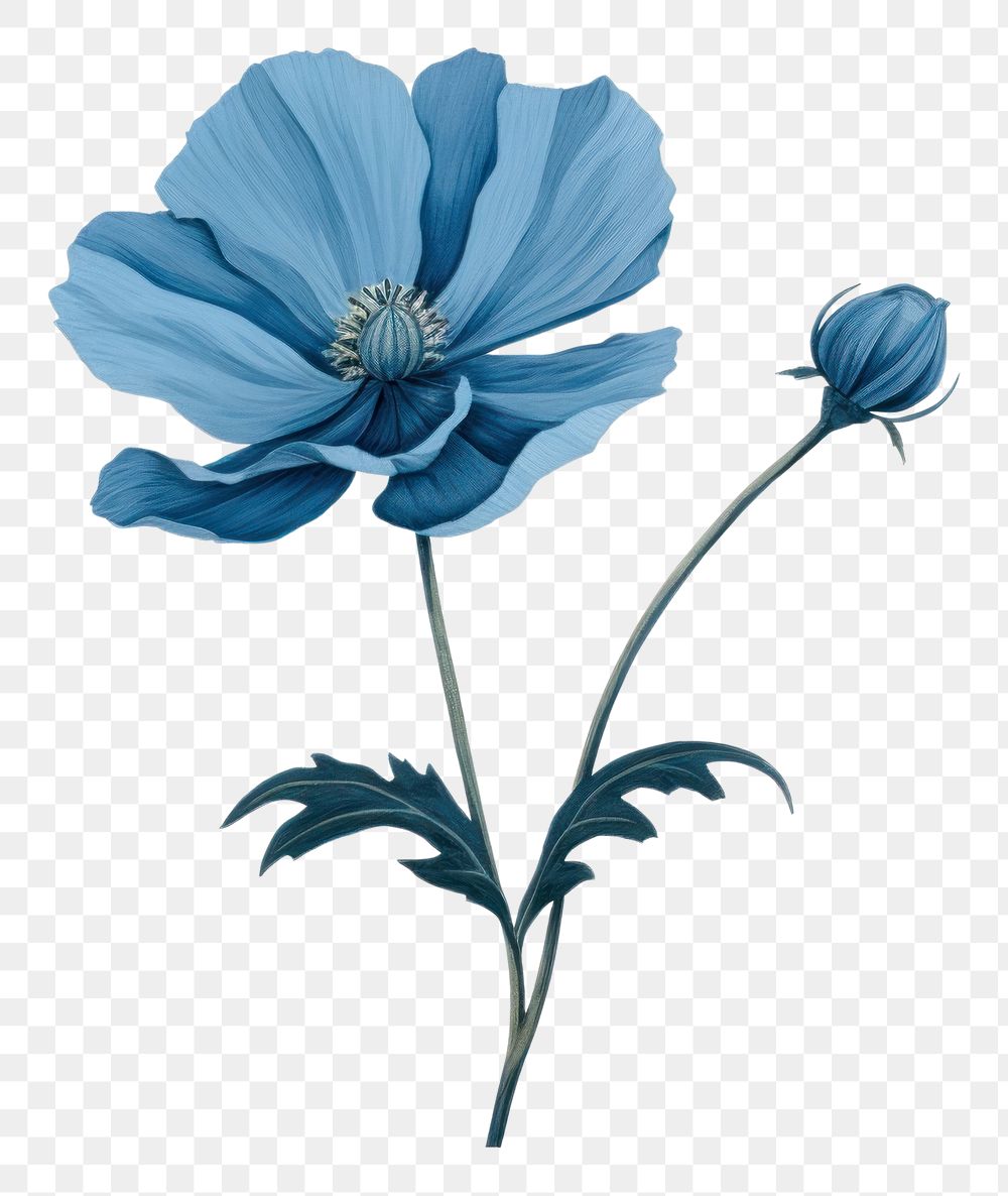 PNG Blue flower petal plant blue.