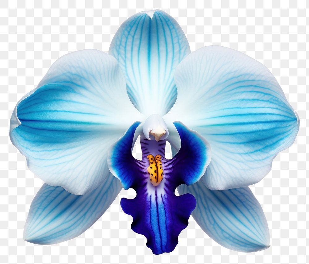 PNG Flower orchid plant white.
