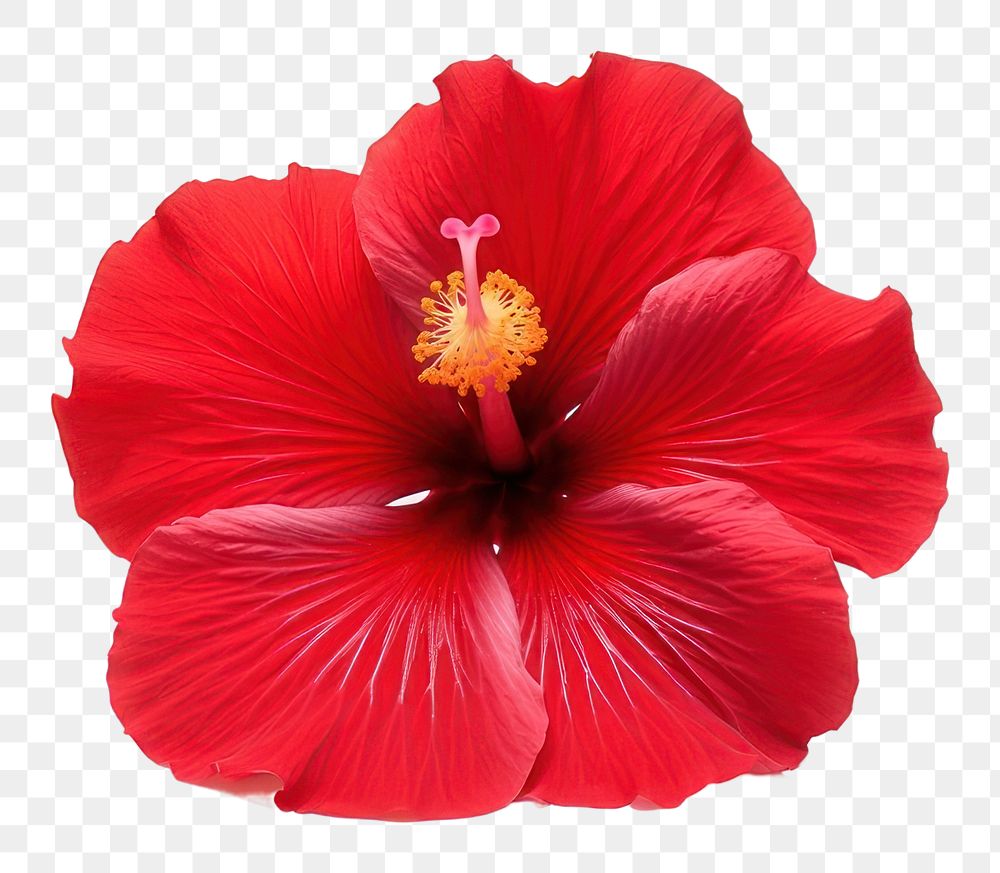 PNG Red hibicus flower hibiscus petal plant.
