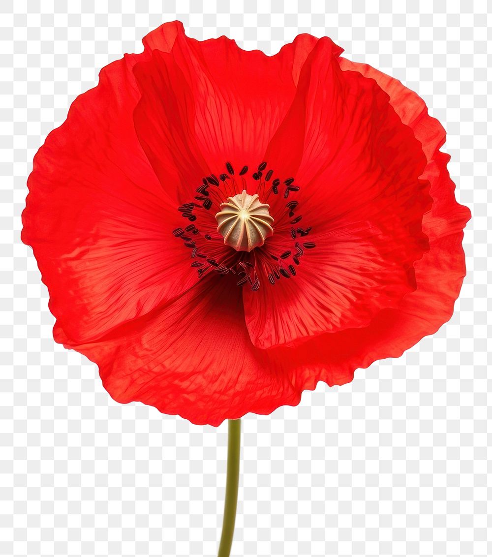 PNG Red poppy flower plant white background inflorescence.