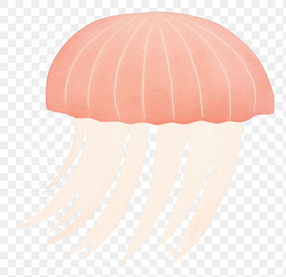 PNG  Jelly fish jellyfish drawing invertebrate.