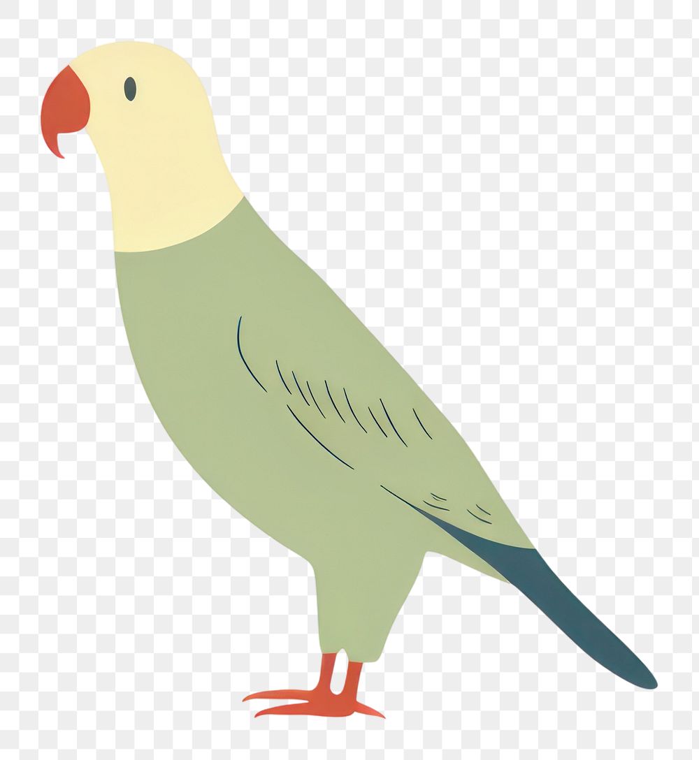 PNG  Parrot animal bird beak.