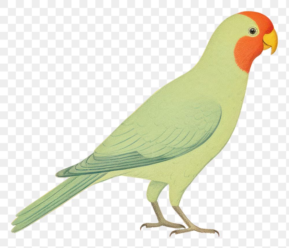 PNG  Parrot drawing animal bird.