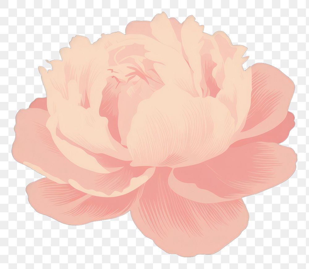 PNG  Pink peony flower petal plant rose.
