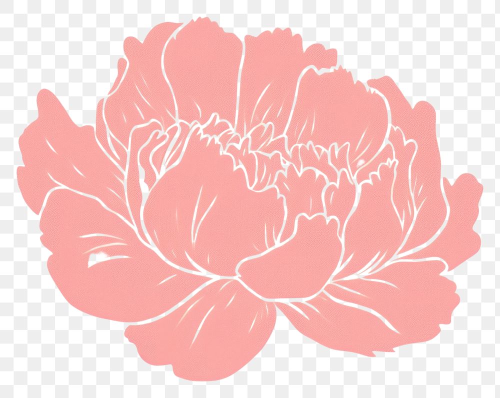 PNG  Pink peony drawing flower petal.