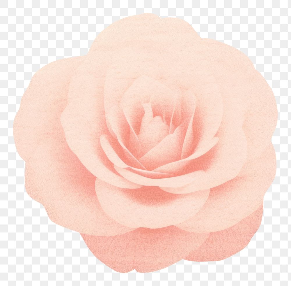 PNG  Pink rose flower petal plant.