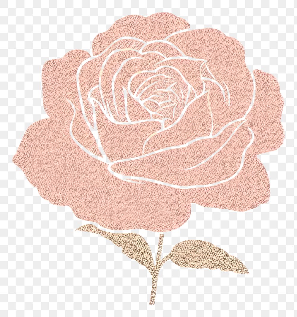 PNG  Pink rose drawing flower plant.