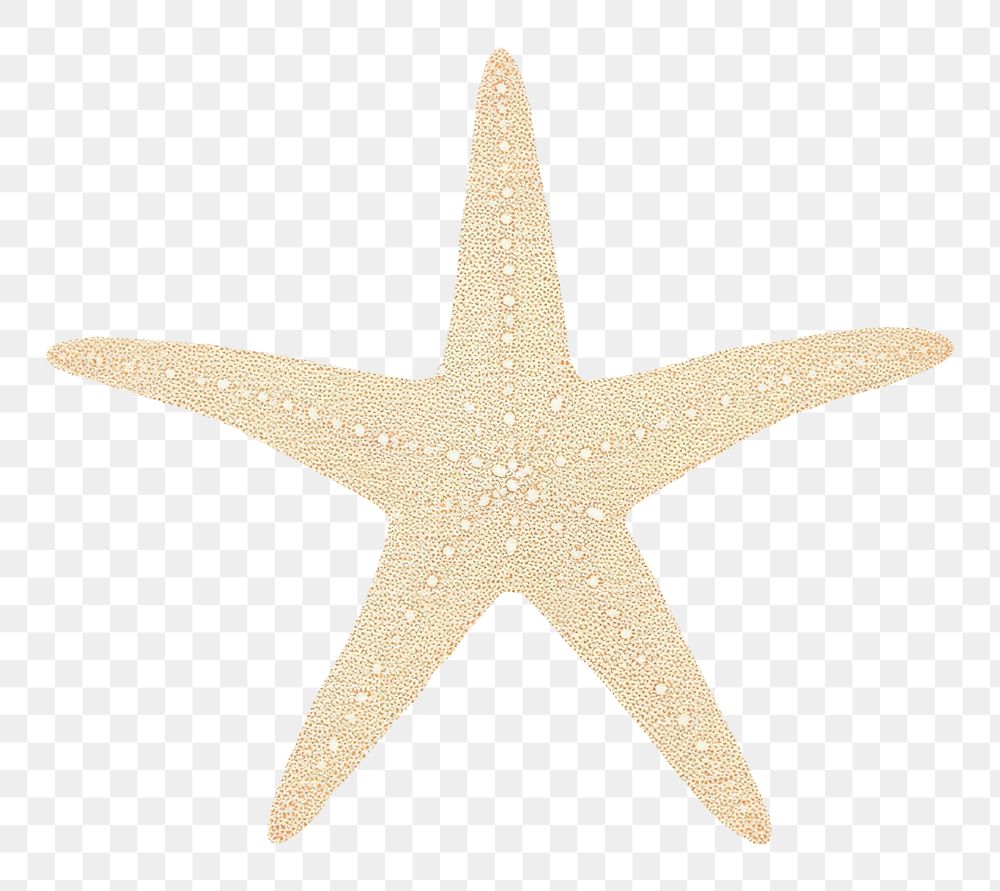 PNG  Sea starfish symbol white background invertebrate.