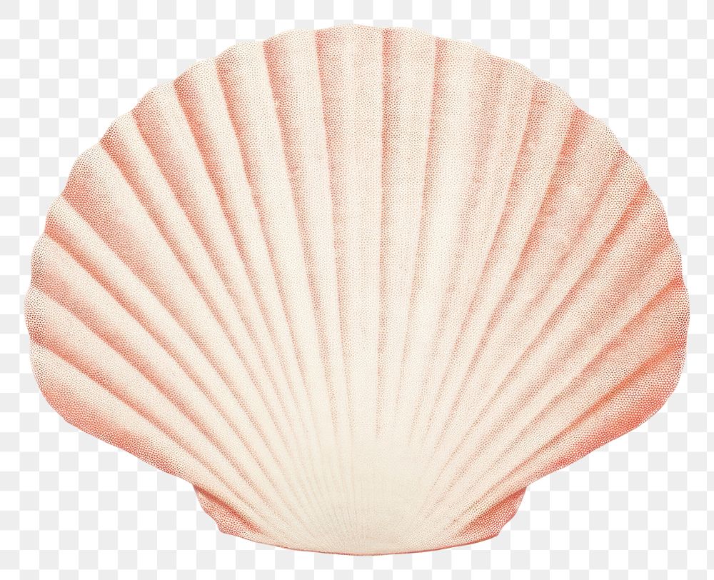 PNG  Seashell clam white background invertebrate.
