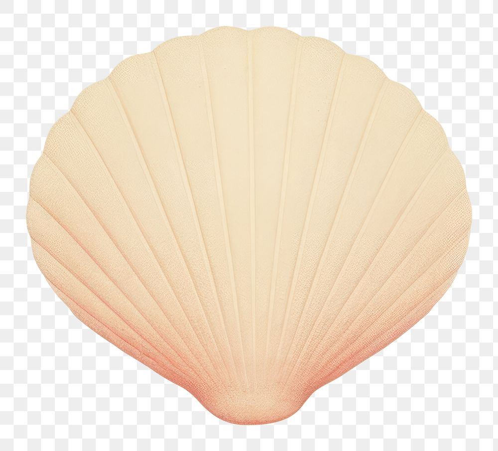 PNG  Seashell clam invertebrate shellfish.