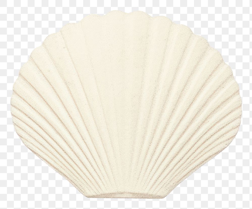 PNG  Seashell clam white background invertebrate.