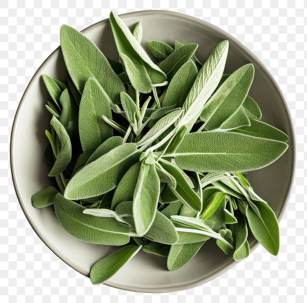 PNG Sage leaves plant herbs bowl.