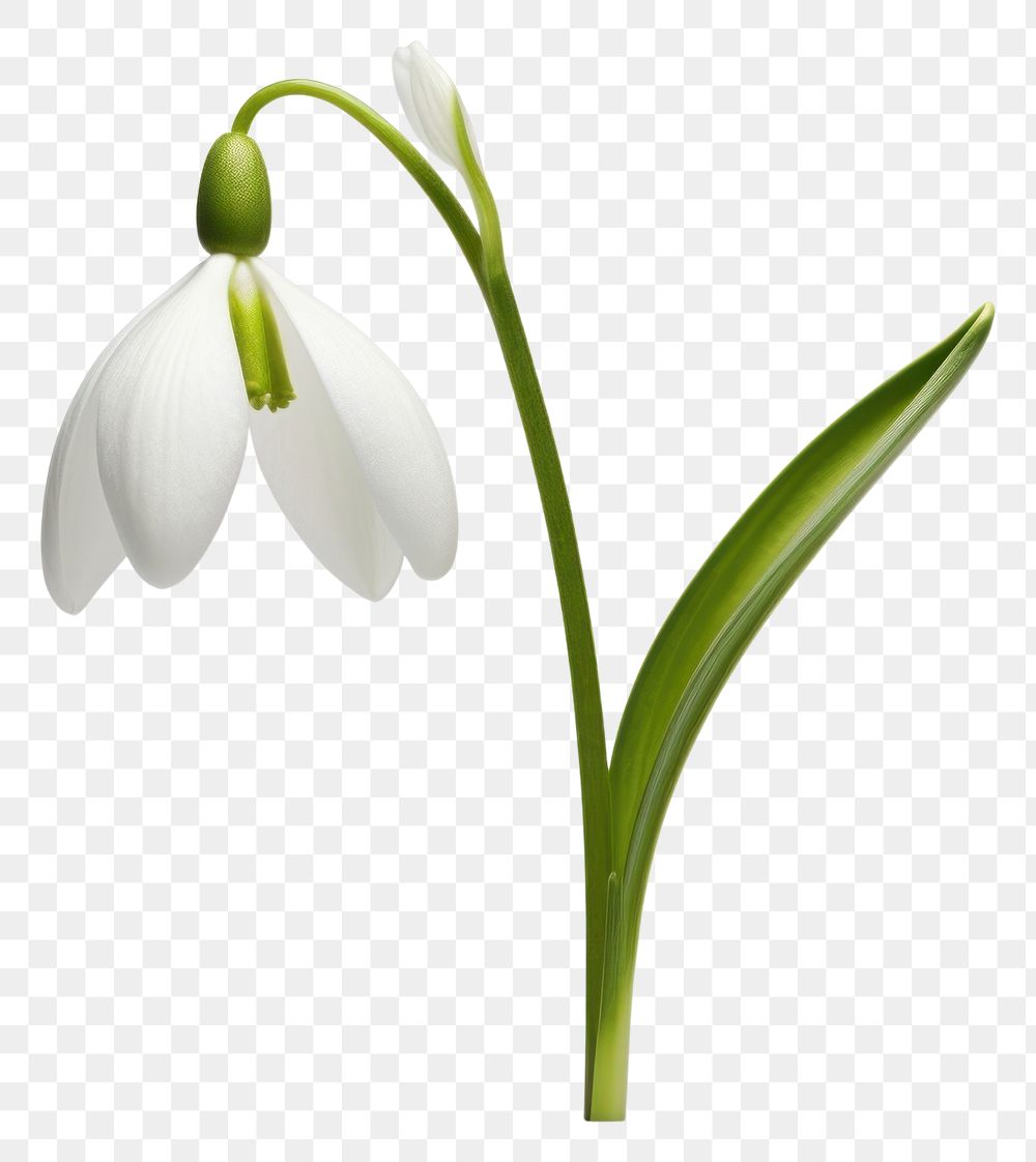 PNG Snowdrop flower plant white amaryllidaceae.