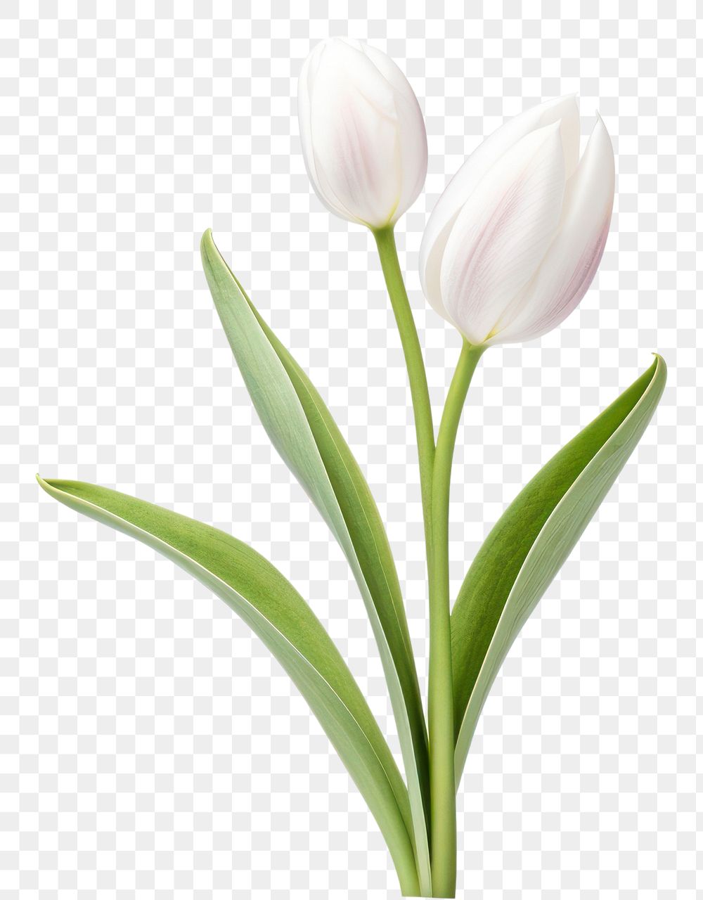 PNG Spring flower blossom plant tulip.