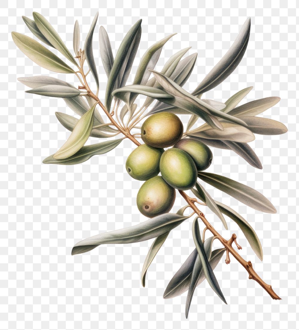 PNG  Olive plant food leaf. AI generated Image by rawpixel.