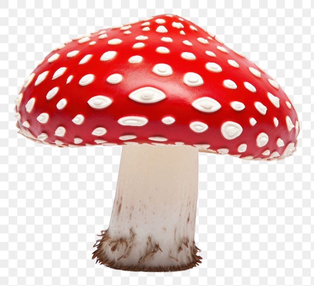 PNG Mushroom amanita agaric fungus.