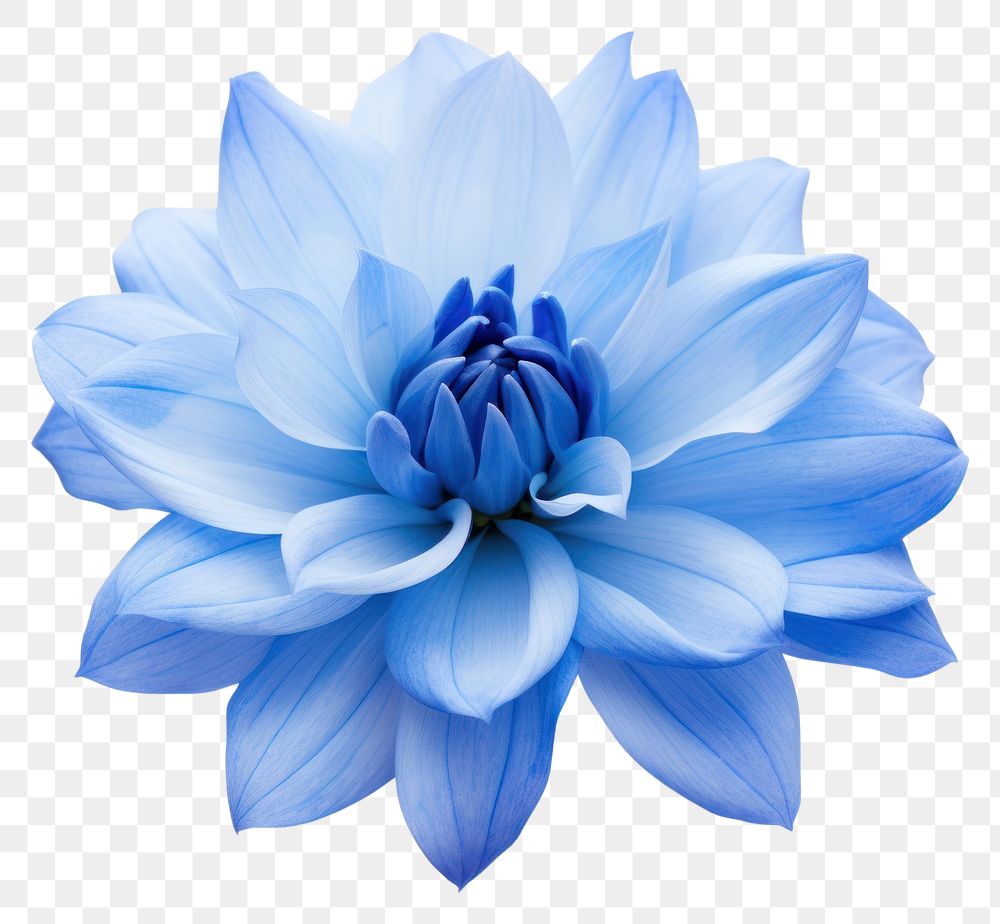 PNG Blue flower dahlia plant white. AI generated Image by rawpixel.
