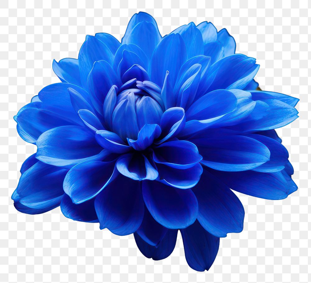PNG Blue flower dahlia plant inflorescence. AI generated Image by rawpixel.
